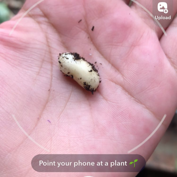 Photo of the plant species Bean Clover by @RazorsharpSalsa named Beanham on Greg, the plant care app