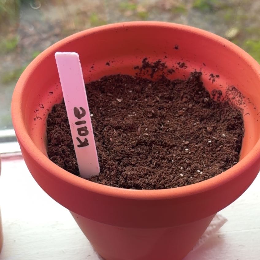 Photo of the plant species Kale by Bayley named Rosa on Greg, the plant care app