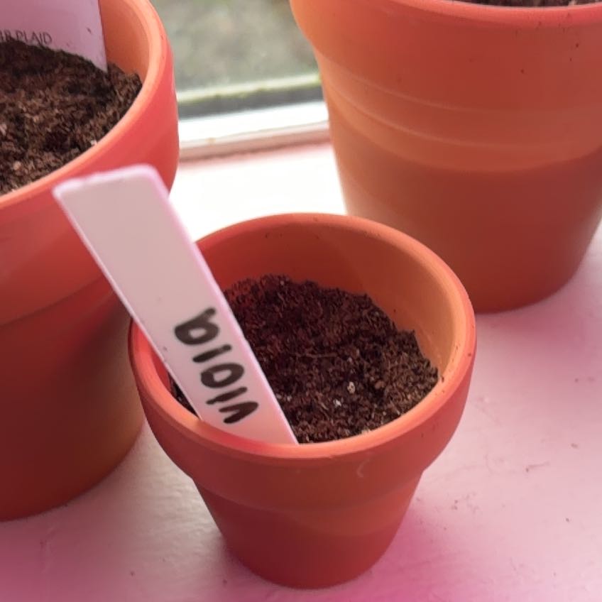 Photo of the plant species Viola 'Lola' by Bayley named Harper on Greg, the plant care app