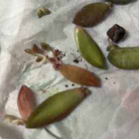 Photo of the plant species Beach Morning-Glory by @LogicalOricad named Harmony on Greg, the plant care app