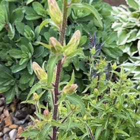 Photo of the plant species Redsepal Evening Primrose by @LogicalOricad named Fernie Mercury on Greg, the plant care app