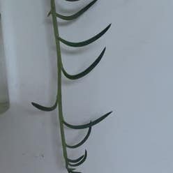 String of Bananas plant