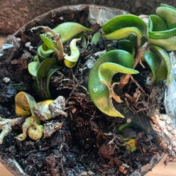 Hoya carnosa 'Compacta' plant