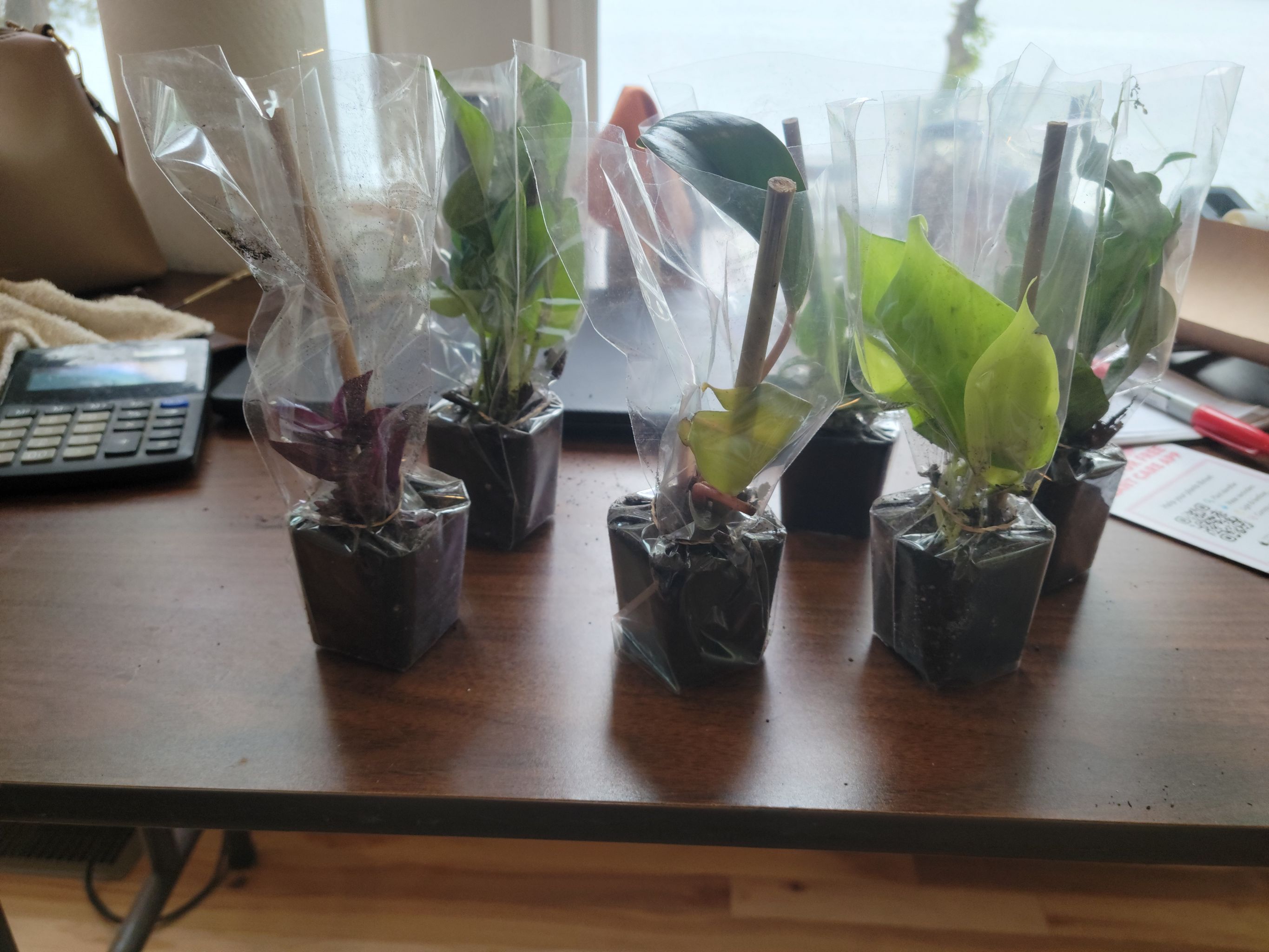 Photo of the plant species Rainier Pleated Gentian by @VerifiedDidelta named Rainier on Greg, the plant care app