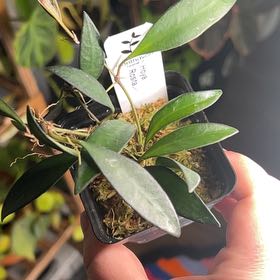 Photo of the plant species Hoya Rosarioae by @PrincessPeaches named Hoya Rosita on Greg, the plant care app