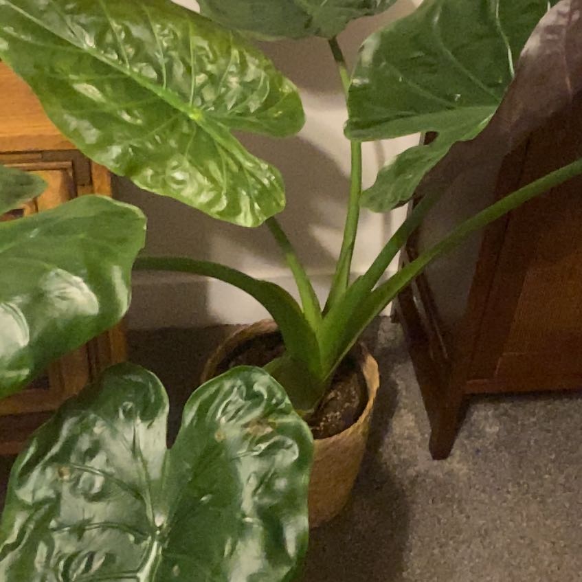 Photo of the plant species Alocasia Yucatan Queen by @YeahTwister named Tolkien on Greg, the plant care app
