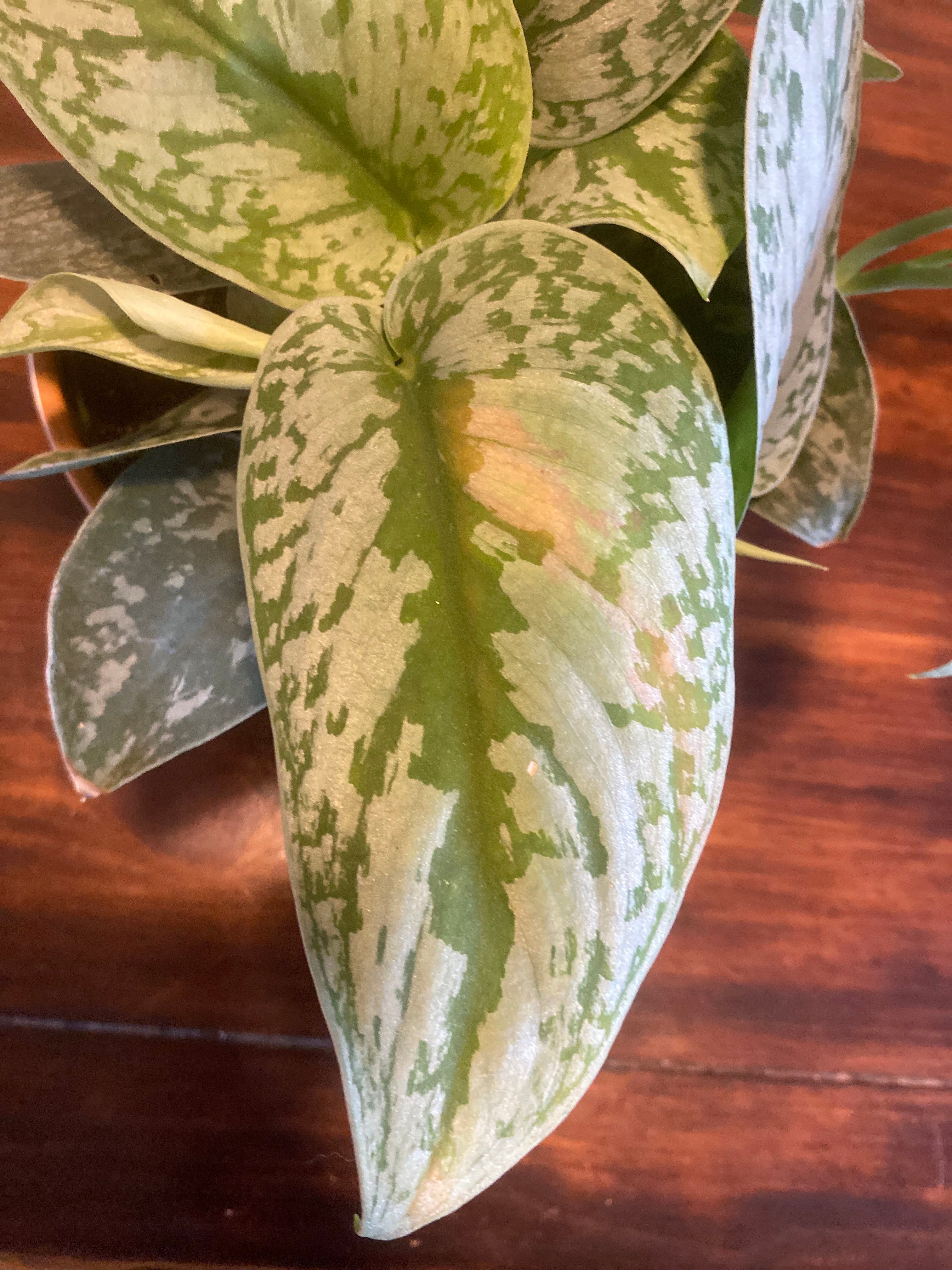 Oppenheimer A plant by GrandSatinwood on Greg