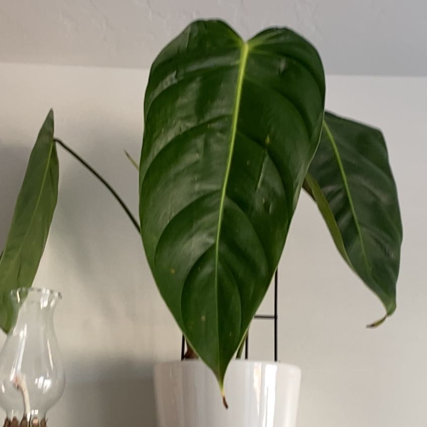 Photo of the plant species Philodendron Esmeraldense Narrow by @YeahTwister named Planty on Greg, the plant care app