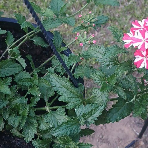 Photo of the plant species Verbena canadensis by @WeightyWoodfern named Resident Seedful on Greg, the plant care app