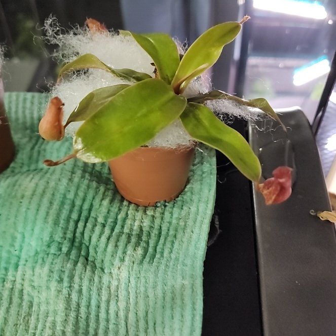 Photo of the plant species pitcher plant by @YokeBluebill named McKinley on Greg, the plant care app