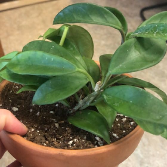 Photo of the plant species Hoya Jade by @PremierRedwood named Saint Francis on Greg, the plant care app