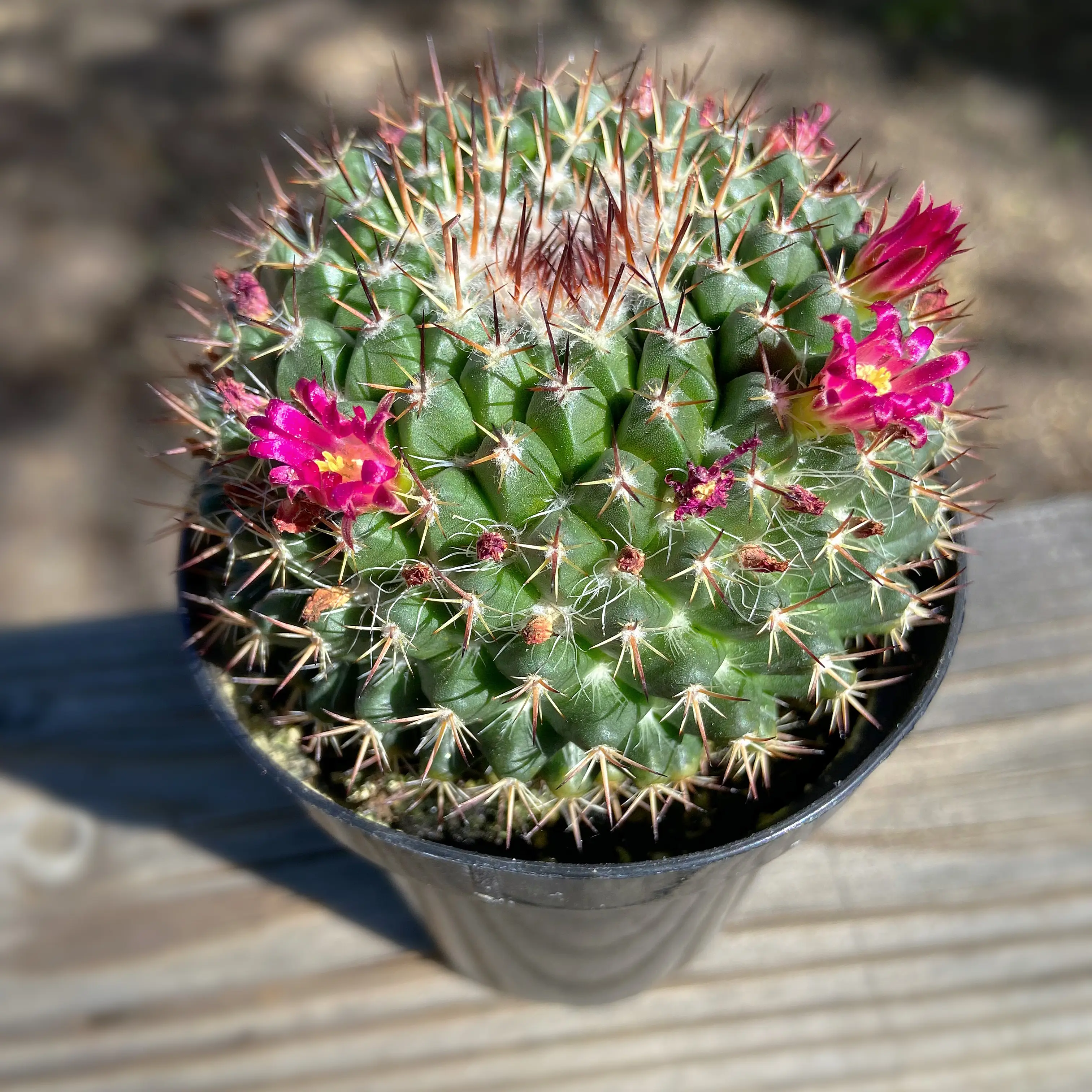 Mammillaria mystax cactus with pink flowers in a black pot.