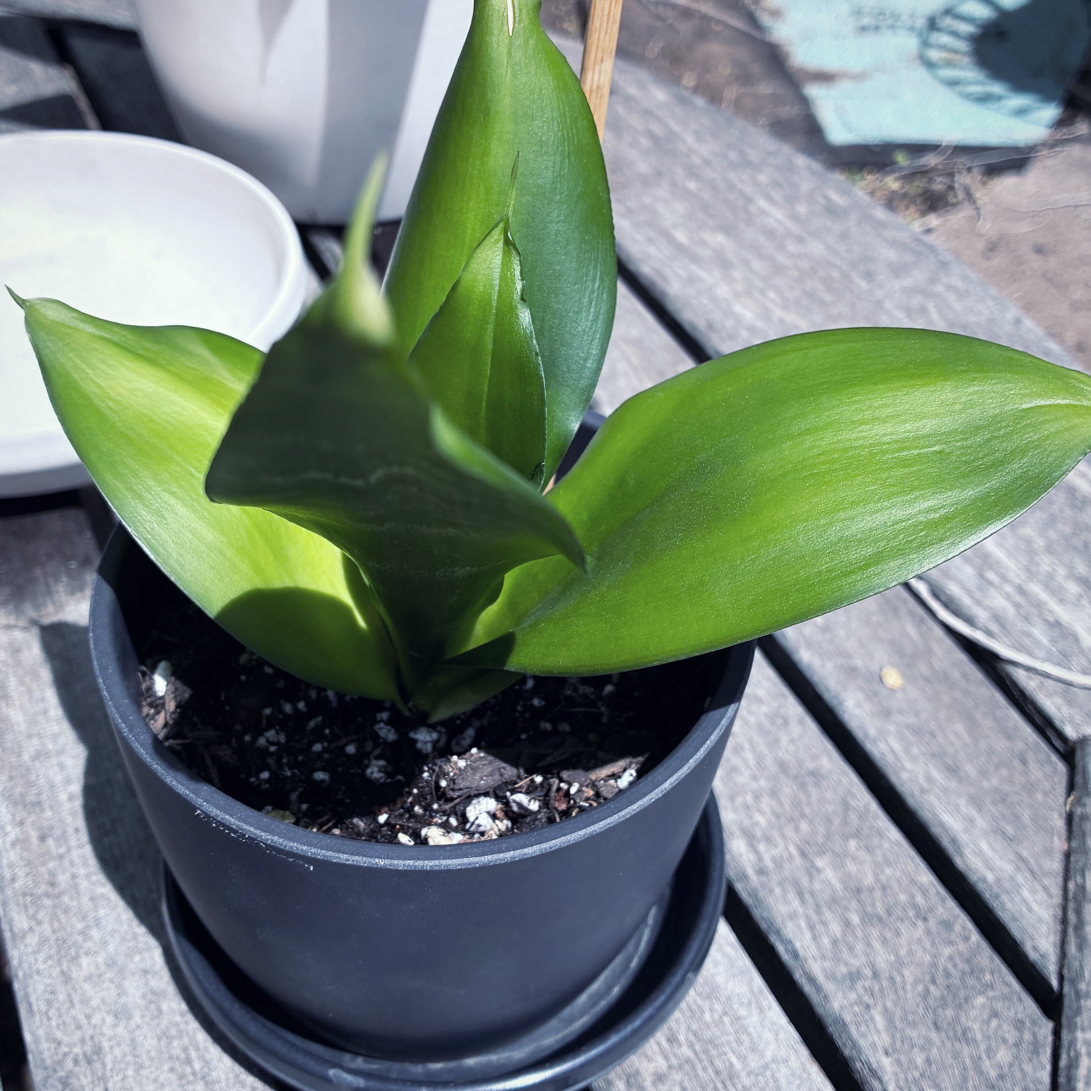 Photo of the plant species Emerald Star Snake Plant by @SaniMP named Kylie on Greg, the plant care app