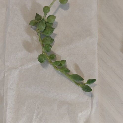 Photo of the plant species Creeping Snowberry by @ChosenOleander named Maya on Greg, the plant care app