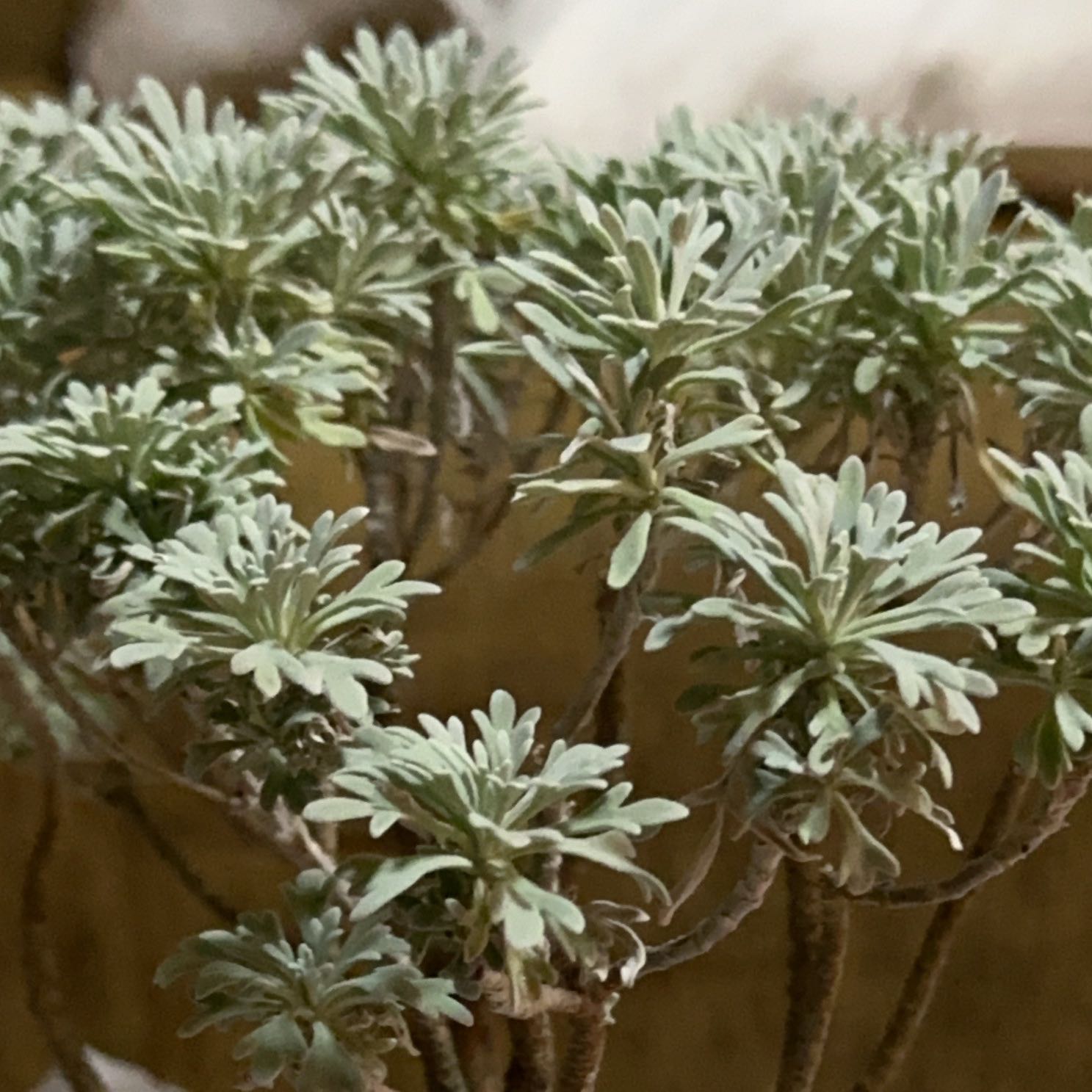 Photo of the plant species Crossostephium chinense by @HeirWildpansy named Ms Kim on Greg, the plant care app