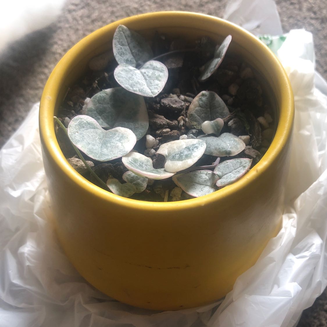 Variegated String of Hearts plant in a yellow pot with visible soil.