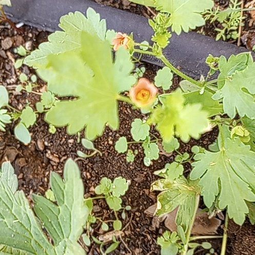 Photo of the plant species Asiatic Crane's Bill by @ComicalPurei named Madonna on Greg, the plant care app