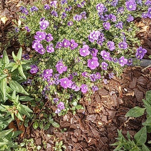 Photo of the plant species Cupflower by @ComicalPurei named Prince on Greg, the plant care app