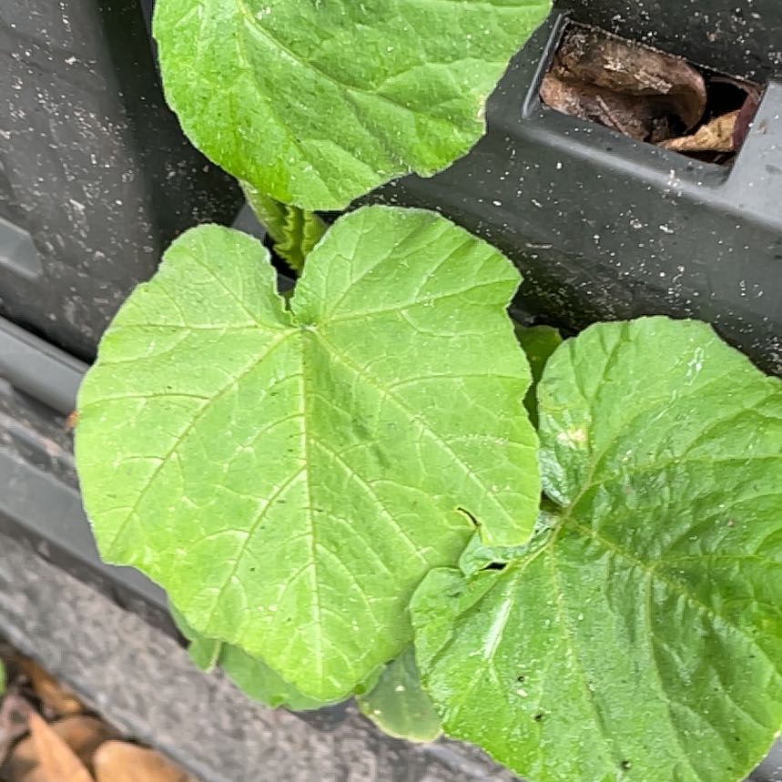 Healthy Butternut Pumpkin plant with broad green leaves next to a structure.