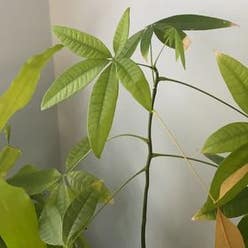 Money Tree plant