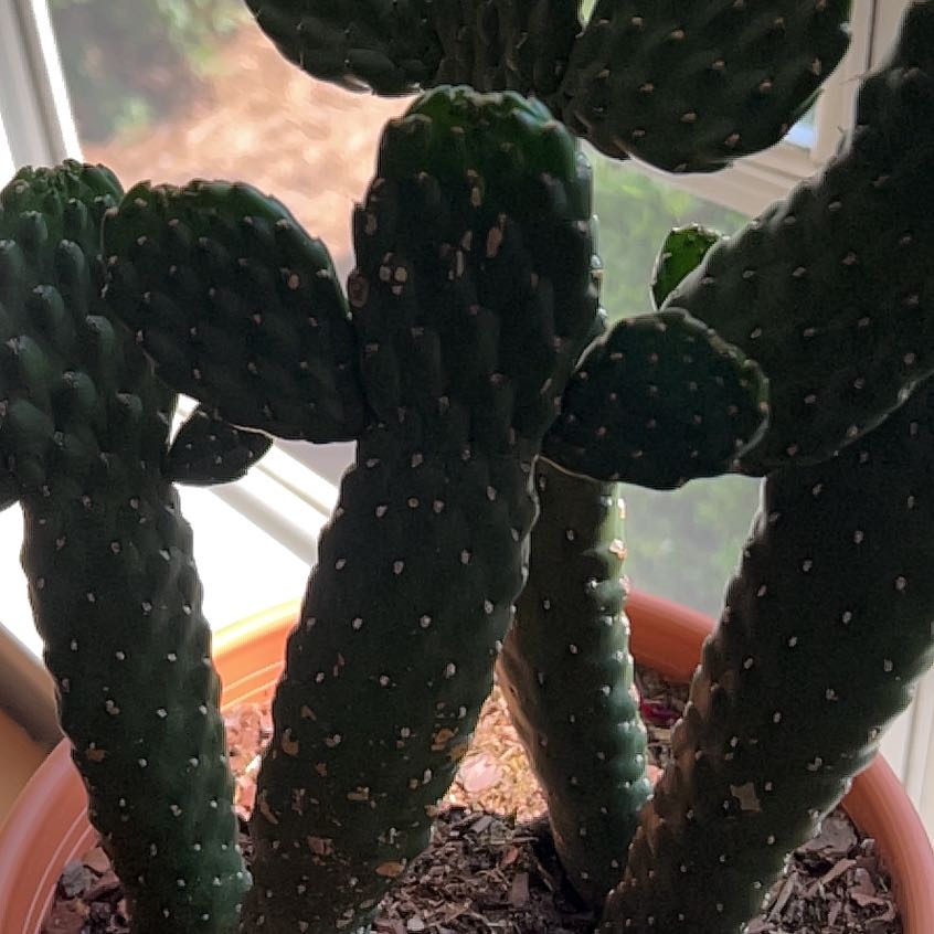Woolyjoint Prickly Pear cactus in a pot, well-framed and in focus.