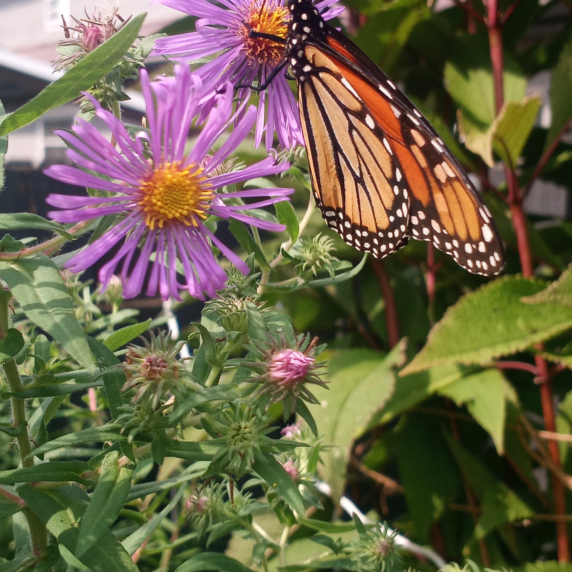 New England Aster with vibrant purple flowers and a butterfly perched on one bloom.