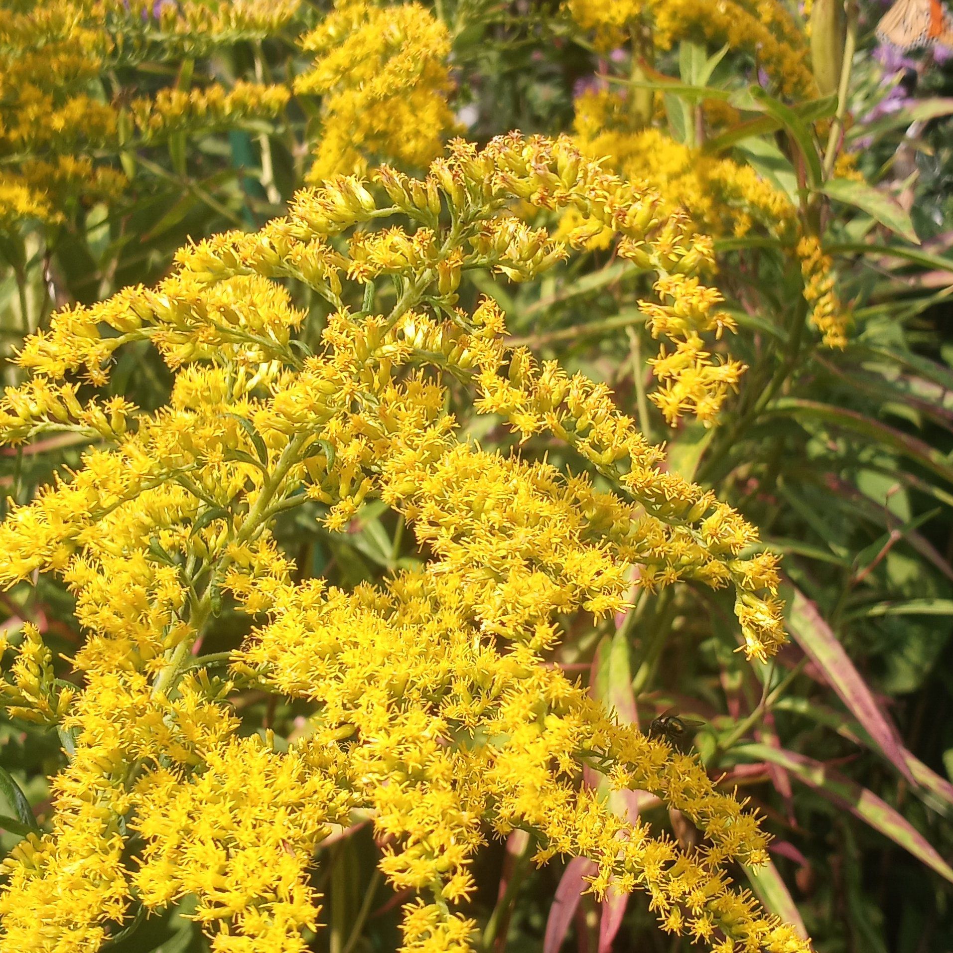 Rough Canada Goldenrod with bright yellow flowers in full bloom.