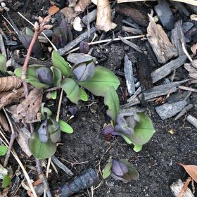 Photo of the plant species Virginia Bluebell by @MemorableRuby named Cleopatra on Greg, the plant care app