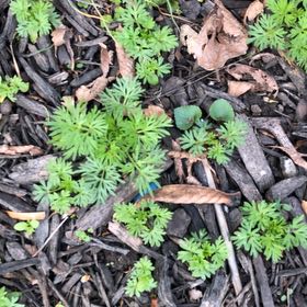 Photo of the plant species Field Burrweed by @MemorableRuby named Sonora on Greg, the plant care app