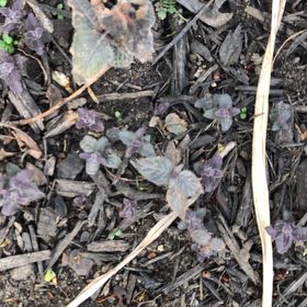 Photo of the plant species Yerba Buena by @MemorableRuby named Clooney on Greg, the plant care app