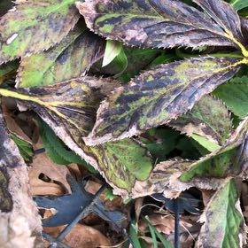 Photo of the plant species Christmas Rose by @MemorableRuby named Foxxy on Greg, the plant care app