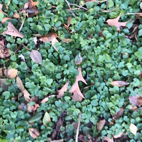 Photo of the plant species Asian Ponysfoot by @MemorableRuby named Elle on Greg, the plant care app