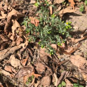 Photo of the plant species Groundsel by @MemorableRuby named Demi on Greg, the plant care app