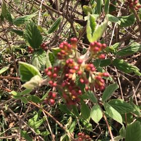 Photo of the plant species Milkflower Cotoneaster by @MemorableRuby named Miley on Greg, the plant care app