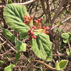 Photo of the plant species Wayfaring Tree Viburnum by @MemorableRuby named Naomi on Greg, the plant care app