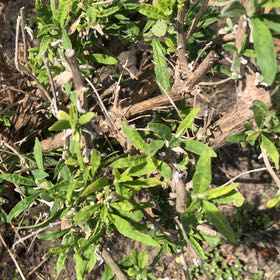 Photo of the plant species Chinese Wolfberry by @MemorableRuby named Winston on Greg, the plant care app