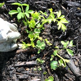 Photo of the plant species Sicklepod by @MemorableRuby named Luna on Greg, the plant care app