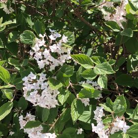 Photo of the plant species Beauty Bush by @MemorableRuby named Dax on Greg, the plant care app