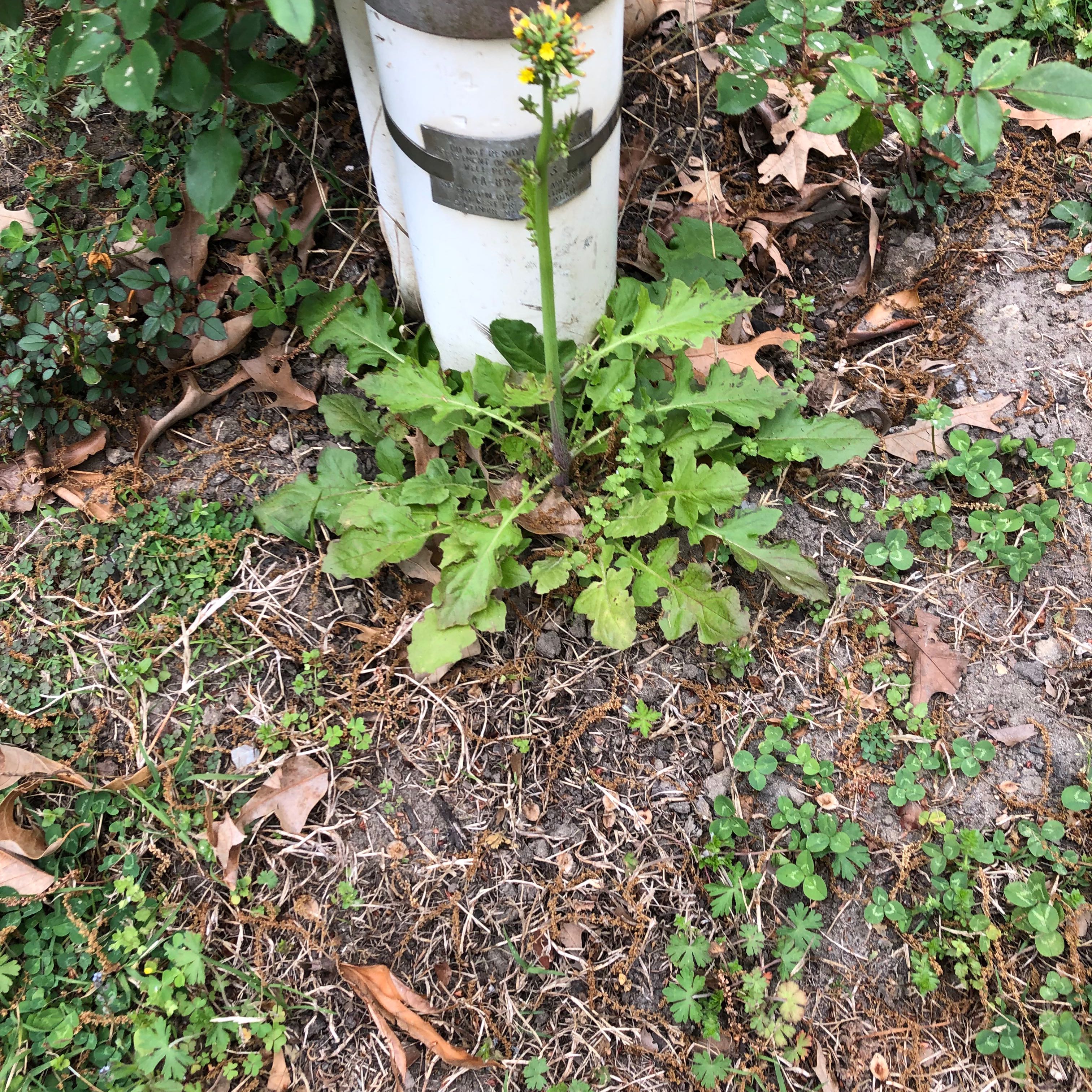 Photo of the plant species Oriental False Hawksbeard by @MemorableRuby named Mando on Greg, the plant care app