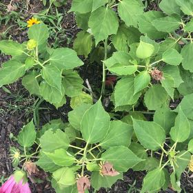 Photo of the plant species Eastern Rosemallow by @MemorableRuby named Sol on Greg, the plant care app