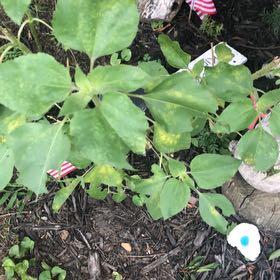 Photo of the plant species Lateflowering Goosefoot by @MemorableRuby named Gaga on Greg, the plant care app