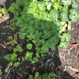 Photo of the plant species Common Columbine by @MemorableRuby named Eva on Greg, the plant care app