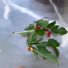 Photo of the plant species Black Mulberry by @MemorableRuby named Gomez on Greg, the plant care app