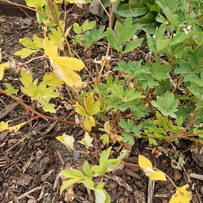 Photo of the plant species Asian Bleeding-Heart by @SlinkyCatbrier named Ronaldo on Greg, the plant care app