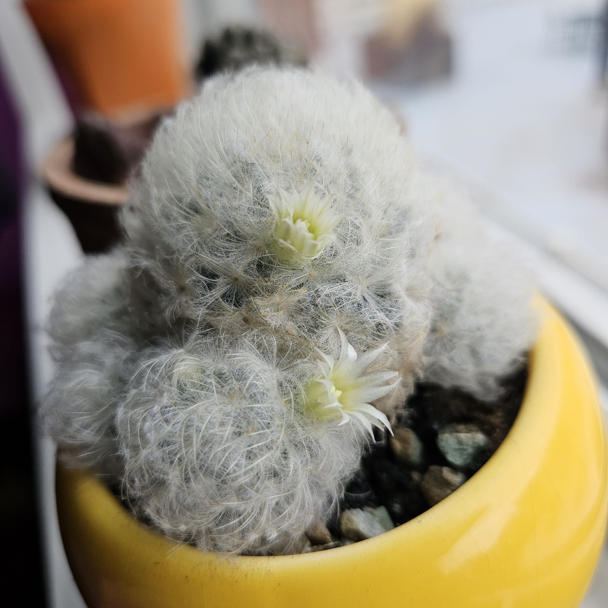 Feather Cactus in a yellow pot with small white flowers.