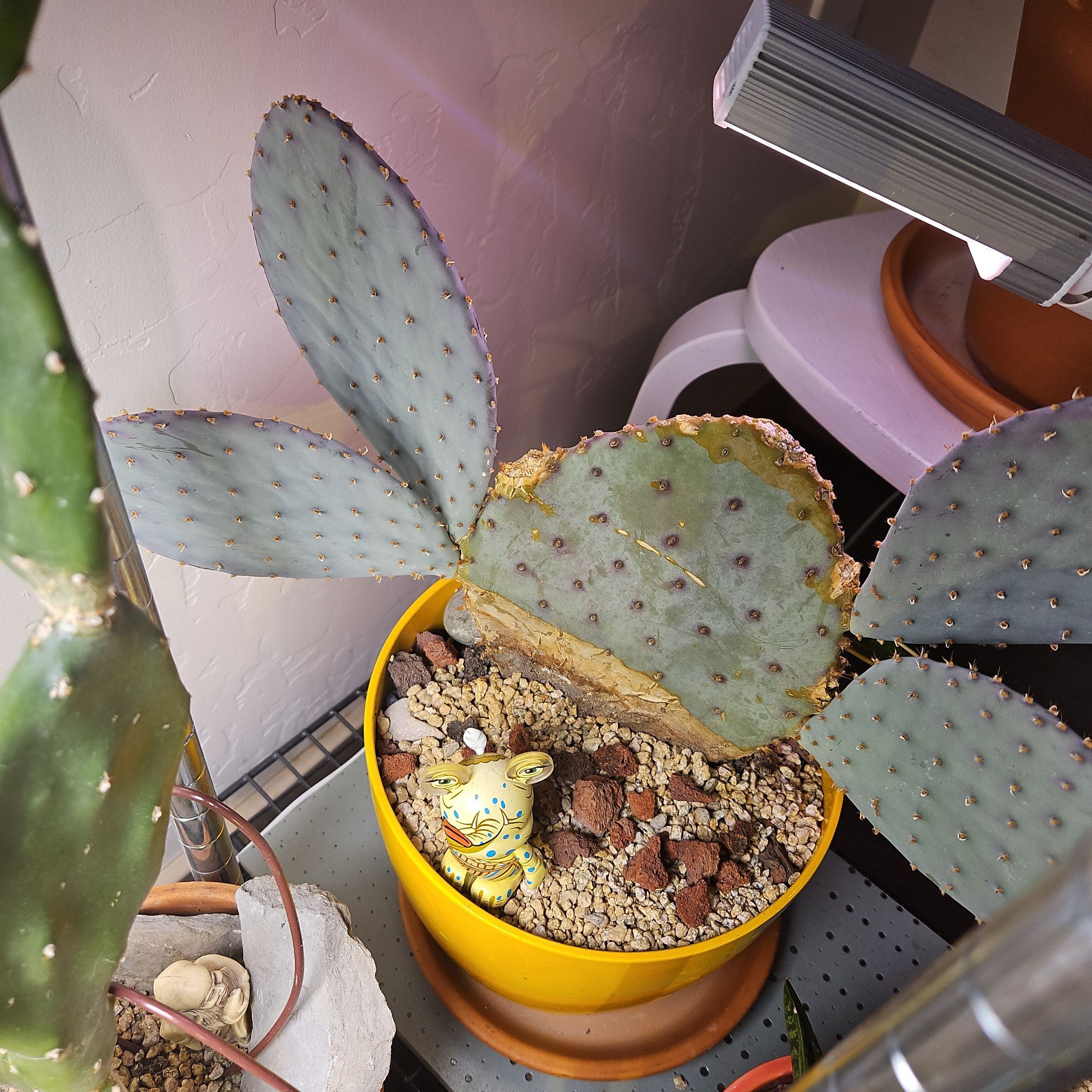 Violet Prickly Pear cactus in a yellow pot under a grow light, with some browning at the edges.