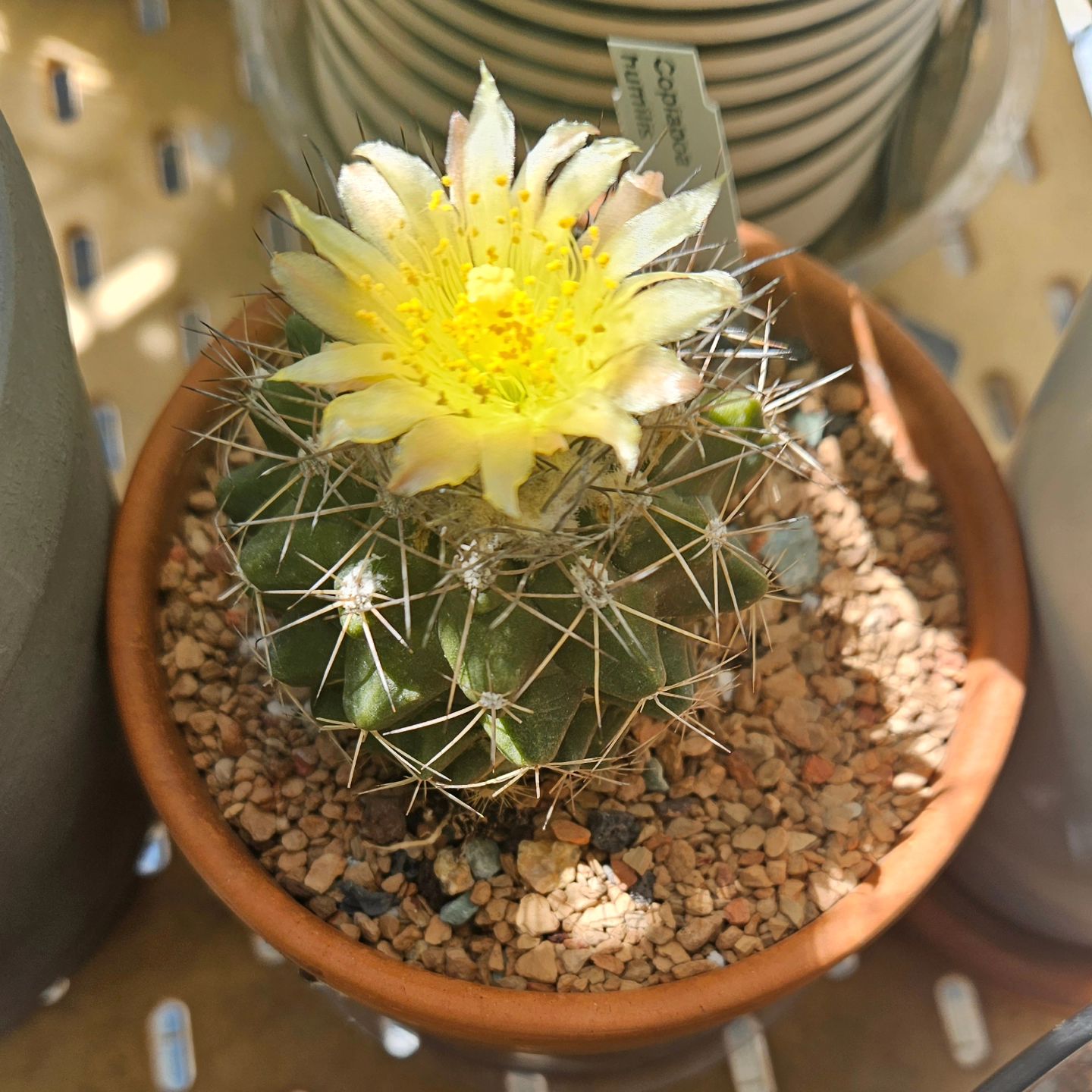 Photo of the plant species Copiapoa humilis 'Tenuissima' by @thenonnon named Beans on Greg, the plant care app