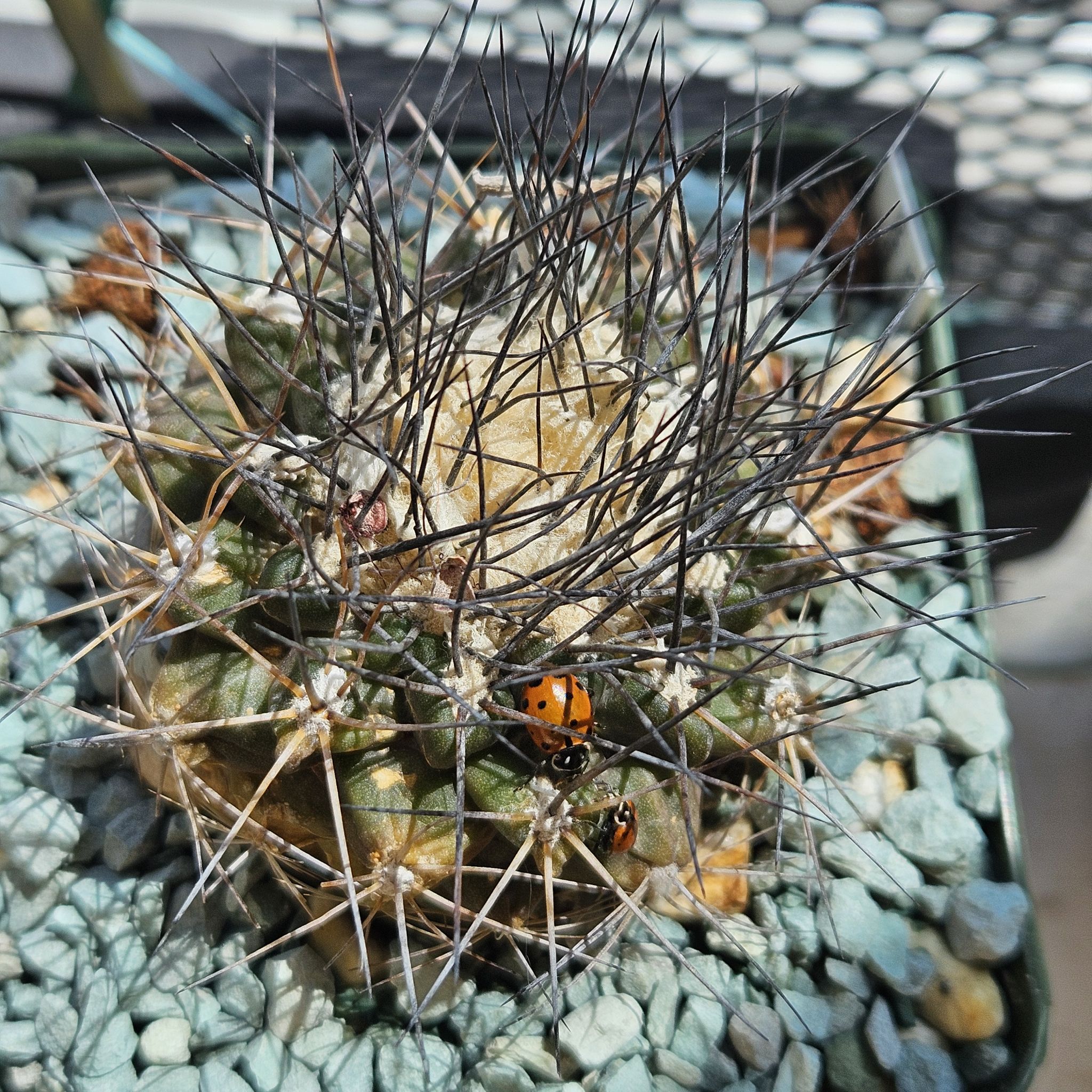 Photo of the plant species Copiapoa Humilis by @thenonnon named Gaucho on Greg, the plant care app