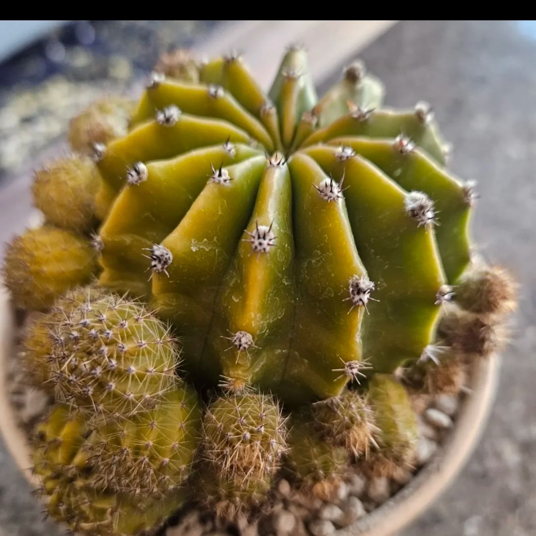 Echinobivia 'Rainbow Bursts' cactus with yellowing and multiple offshoots in a pot.