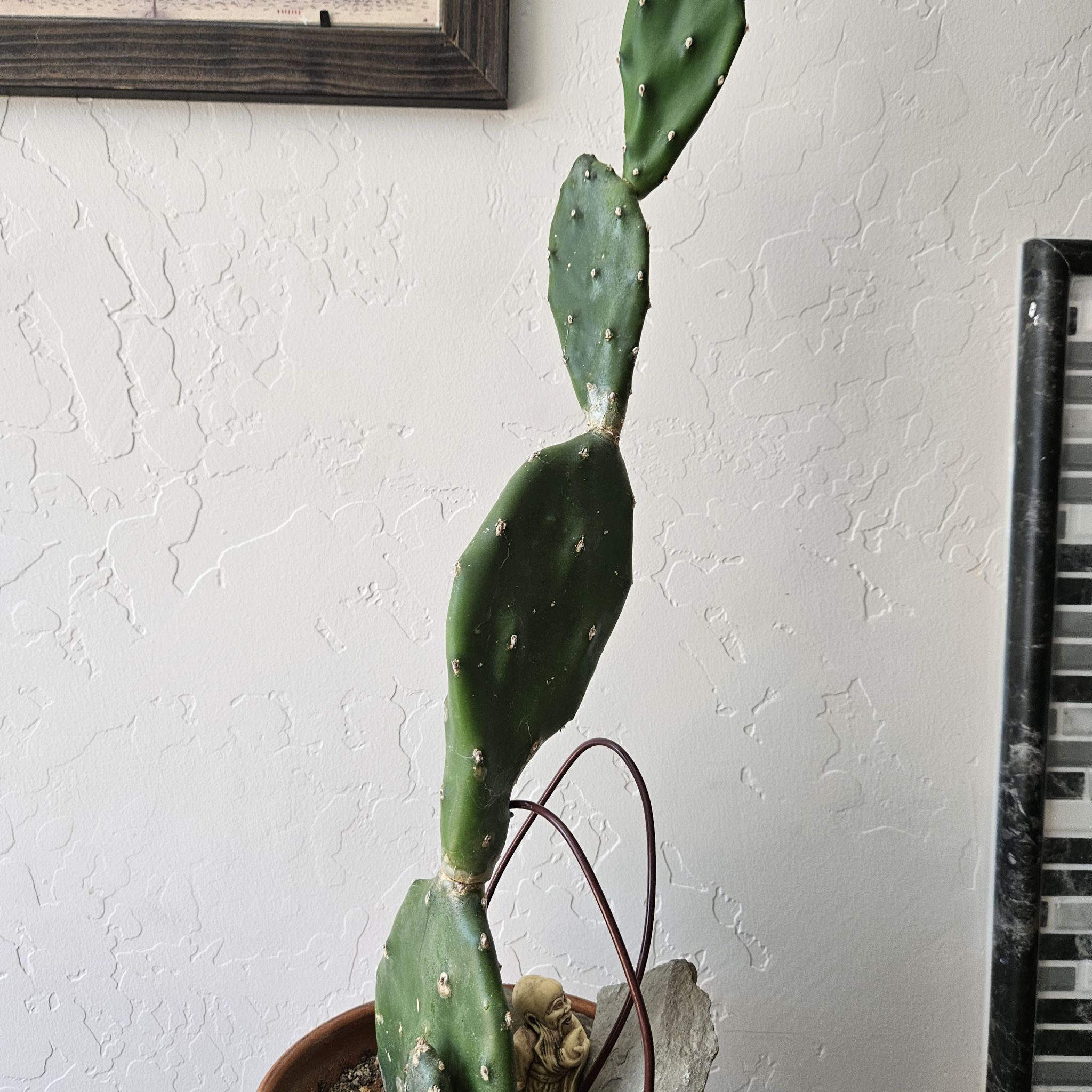 Bakersfield Beavertail Cactus with several pads growing vertically in a pot.